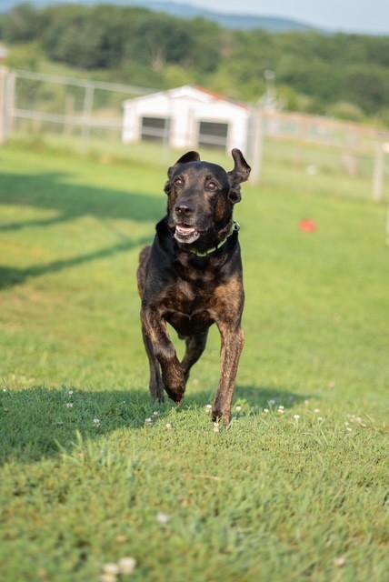 Clyde, an adopted Plott Hound in Augusta, WV image 3/6