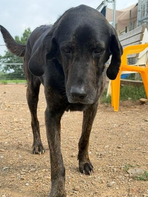 Clyde, ADOPTABLE, Adult Male Plott Hound.