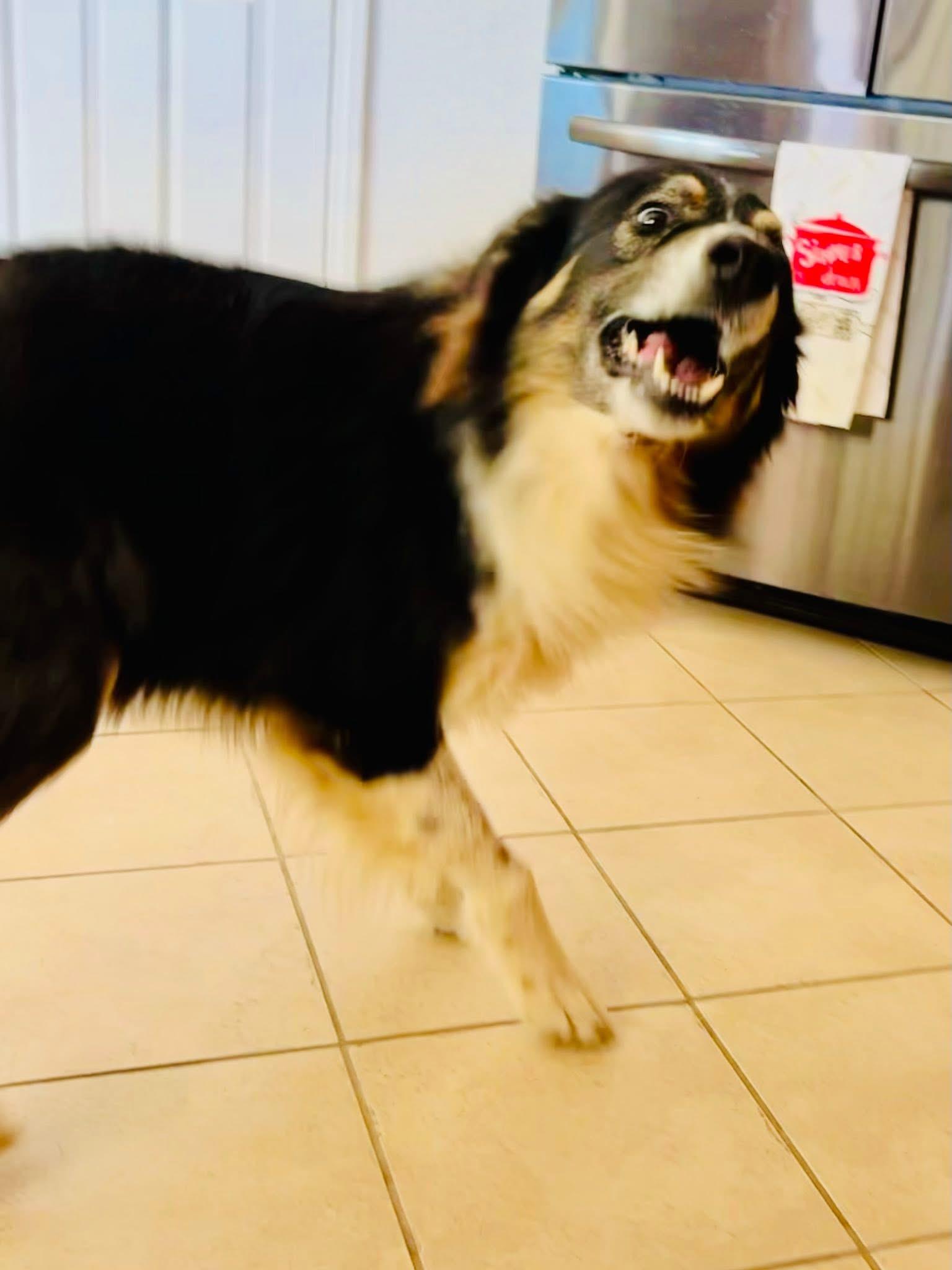 Enlarge PawPaw, a ADOPTABLE mixed breed in Bakersfield, CA image 5/6