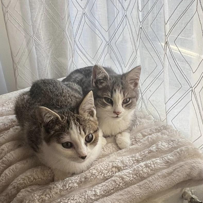 Fiver & Hazel (Bonded Pair), ADOPTABLE, Kitten Female Domestic Short Hair.