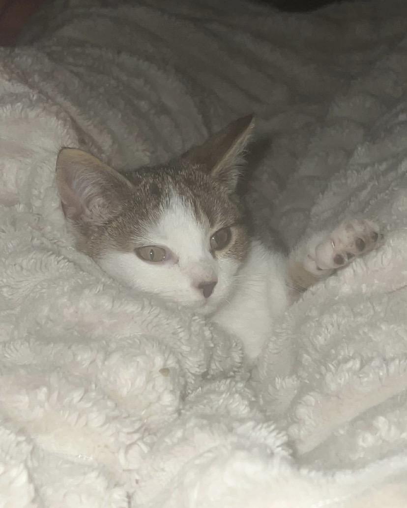 Enlarge Fiver & Hazel (Bonded Pair), a ADOPTABLE Domestic Short Hair in Reading, PA image 2/2