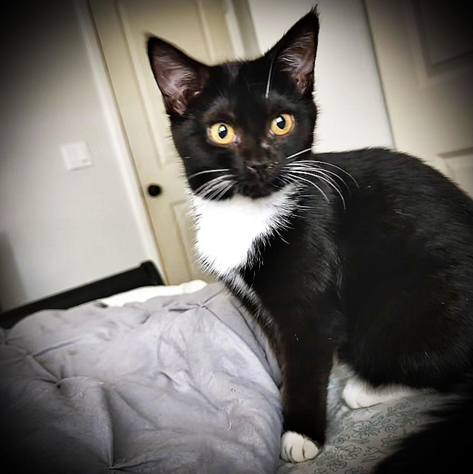 Enlarge Jeannette, a Adoptable Domestic Short Hair in Fort Myers, FL image 1/1