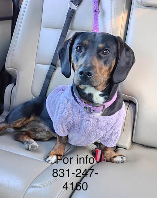 Jaycee, ADOPTABLE, Young Female Dachshund.