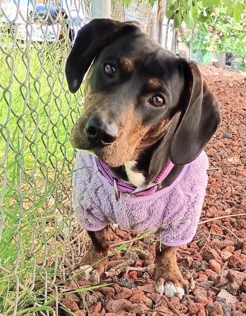 Enlarge Jaycee, a ADOPTABLE Dachshund in Santa Cruz, CA image 2/2