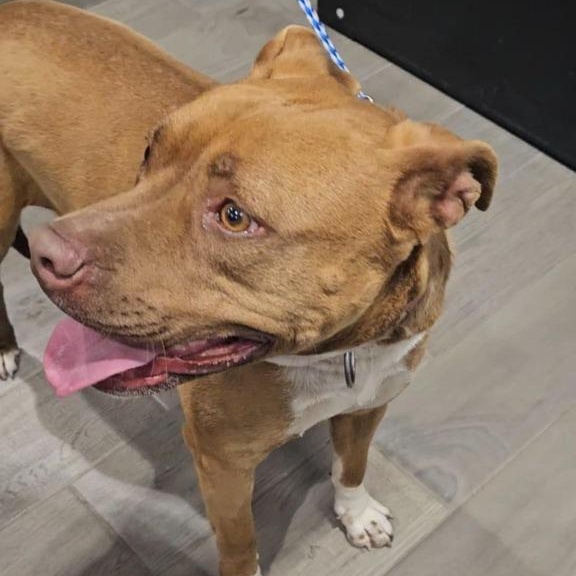 Boo, Adoptable, Adult Female American Staffordshire Terrier.