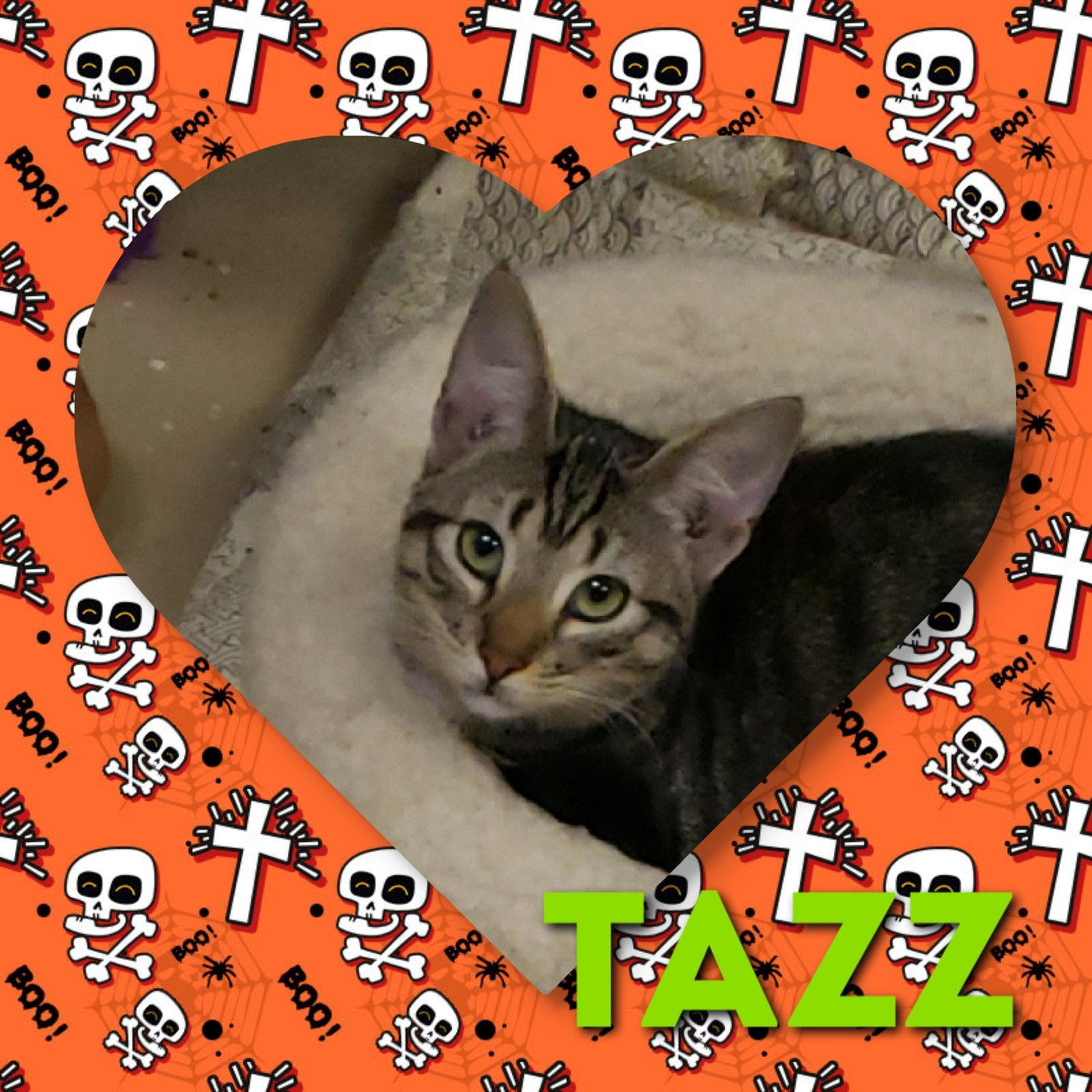 Tazz, Adoptable, Adult Female Domestic Short Hair.