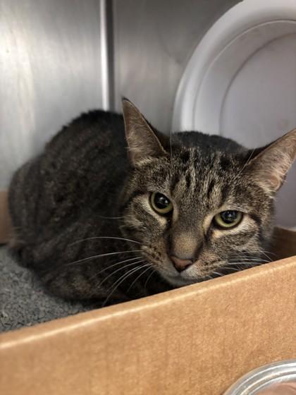 Enlarge Helen, a ADOPTABLE Domestic Short Hair in Lafayette, IN image 1/1