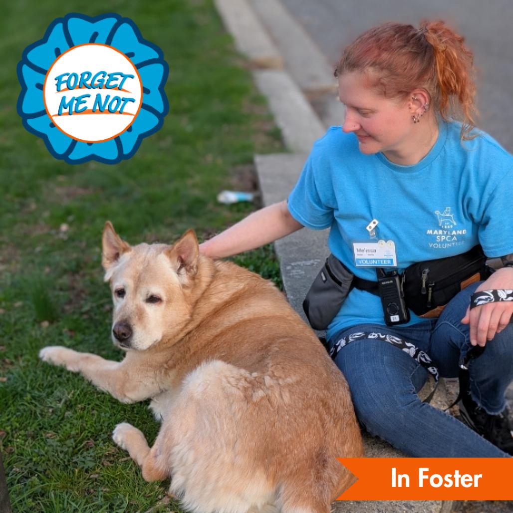 Roscoe, Adoptable, Senior Male Labrador Retriever & Chow Chow.