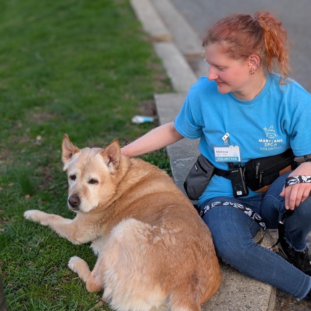 Enlarge Roscoe, a Adoptable mixed breed in Baltimore, MD image 2/3
