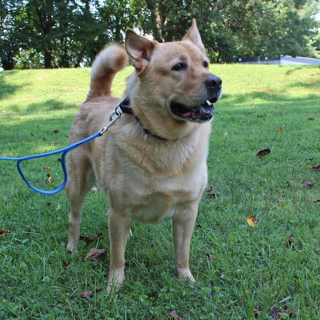 Enlarge Roscoe, a Adoptable mixed breed in Baltimore, MD image 3/3