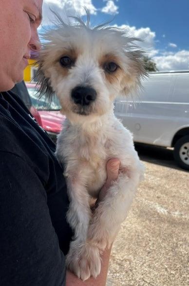 Enlarge Snowball, a Adoptable mixed breed in Thompson Falls, MT image 1/2