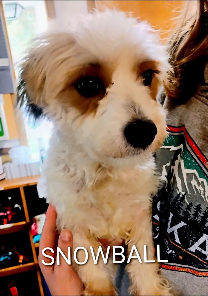 Enlarge Snowball, a Adoptable mixed breed in Thompson Falls, MT image 2/2