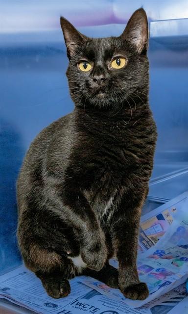 MEEKO, Adoptable, Young Female Domestic Short Hair & Domestic Short Hair.