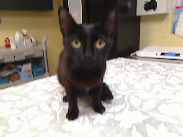 Enlarge MEEKO, a Adoptable mixed breed in Cookeville, TN image 1/1