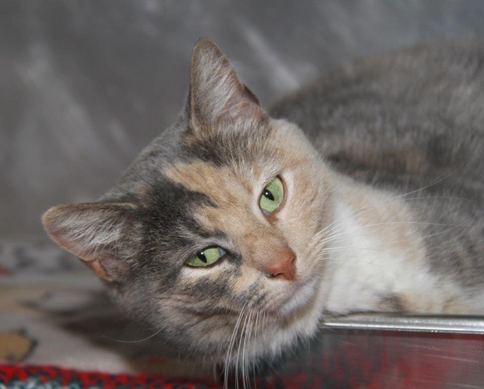 Harper, a Adoptable mixed breed in Lake Orion, MI image 6/6