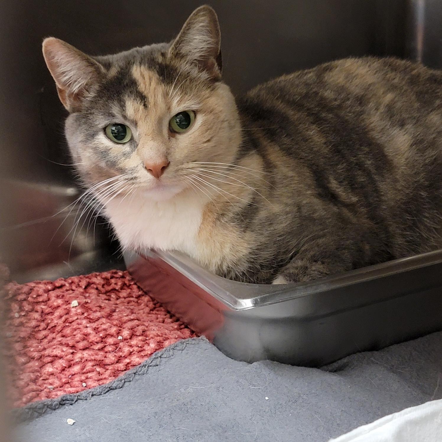 Harper, a Adoptable mixed breed in Lake Orion, MI image 5/6