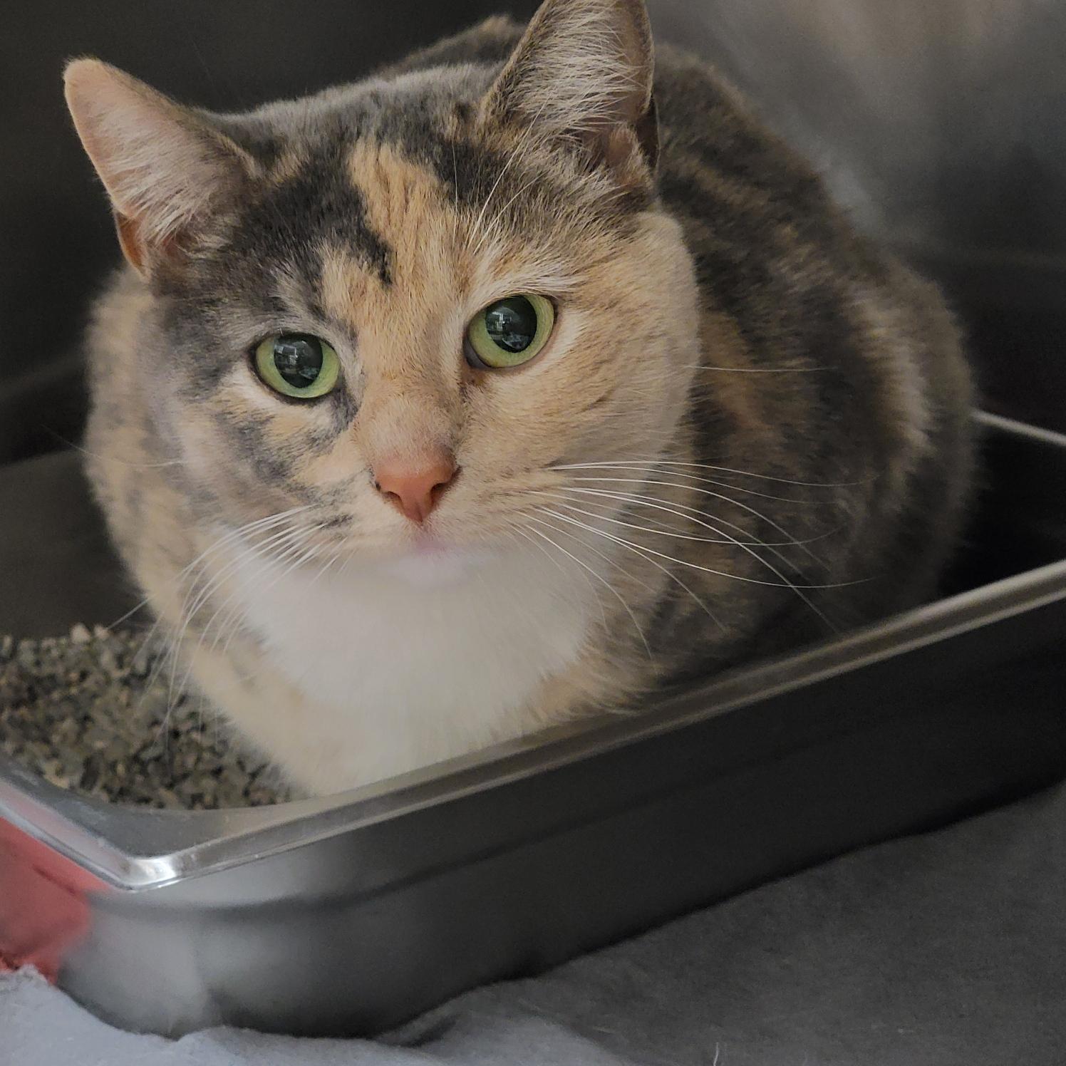 Harper, Adult Female unknown