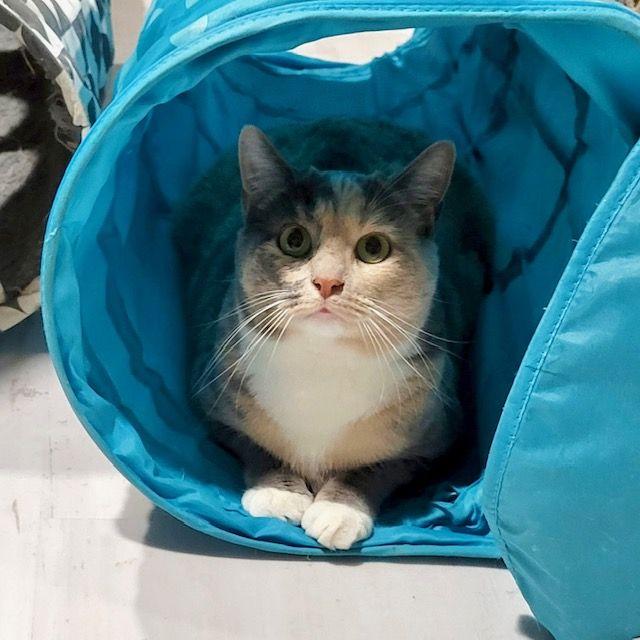 Harper, Adoptable, Adult Female Dilute Calico.