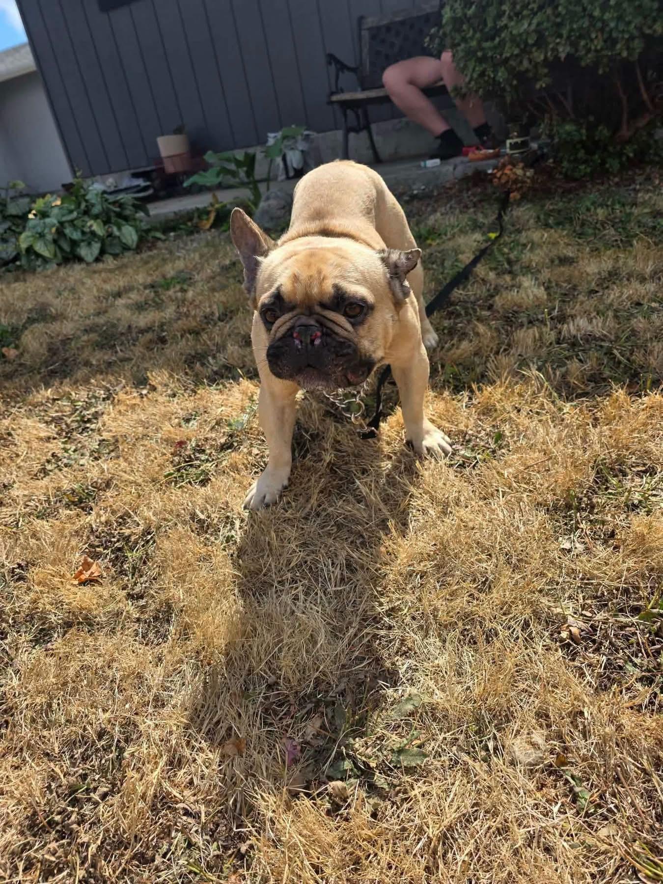 Enlarge Snubbull, a ADOPTABLE French Bulldog in Eugene, OR image 3/5