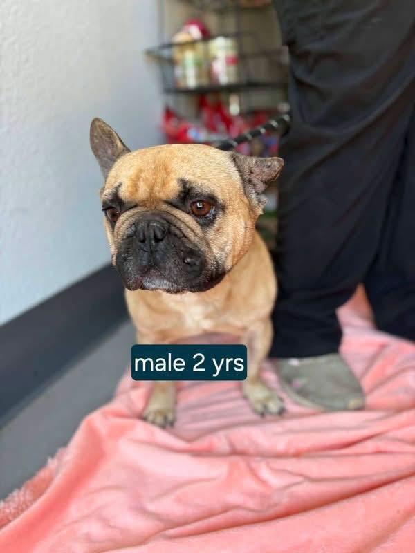 Enlarge Snubbull, a ADOPTABLE French Bulldog in Eugene, OR image 4/5