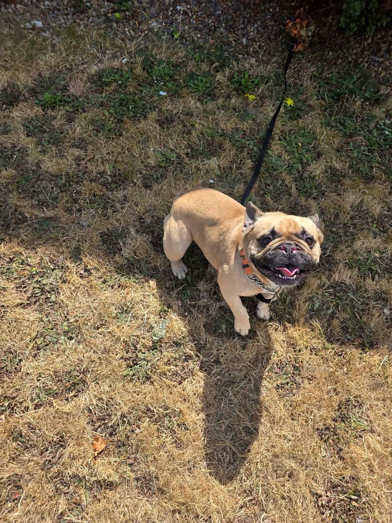 Enlarge Snubbull, a ADOPTABLE French Bulldog in Eugene, OR image 2/5