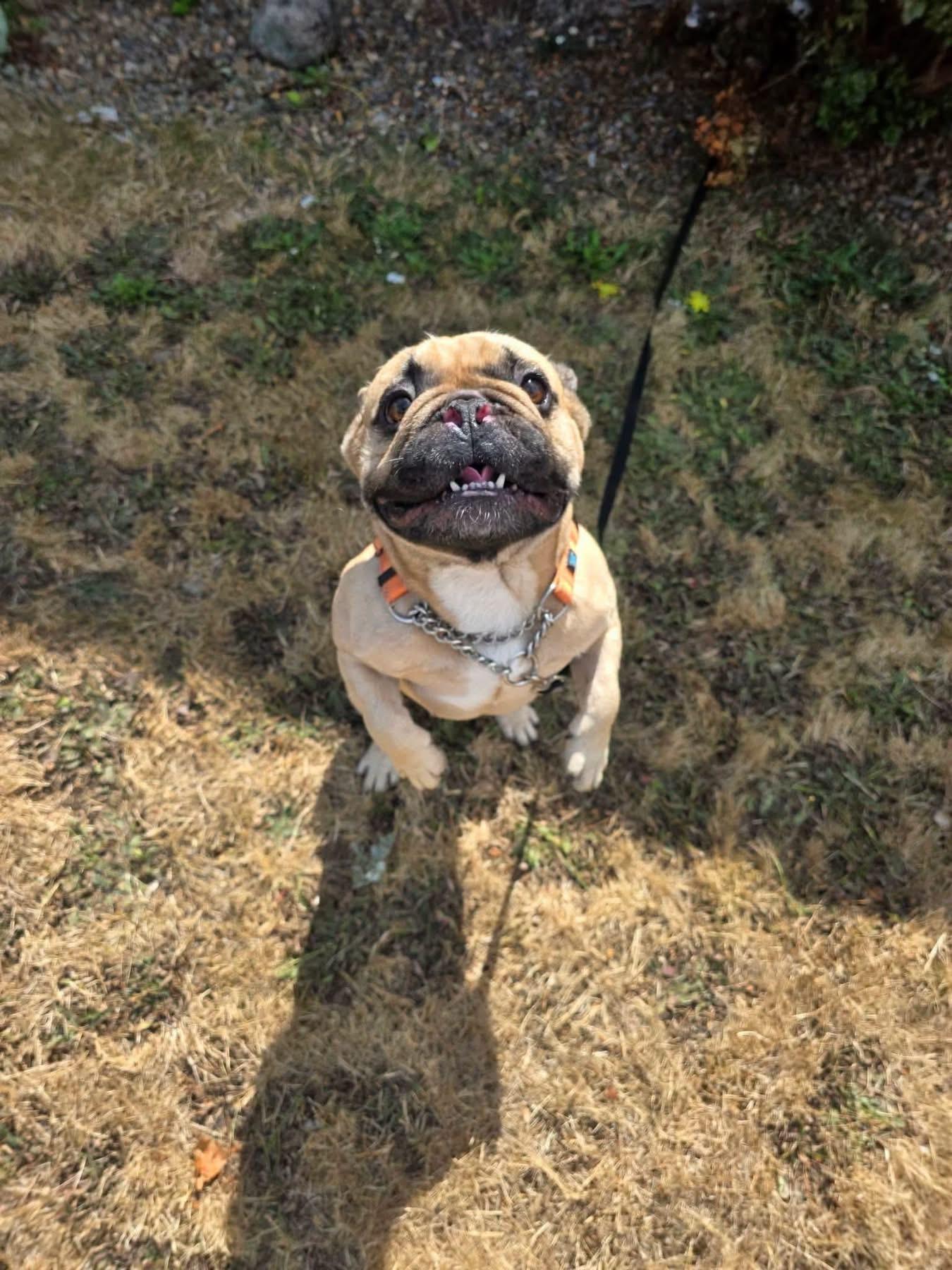 Enlarge Snubbull, a ADOPTABLE French Bulldog in Eugene, OR image 1/5