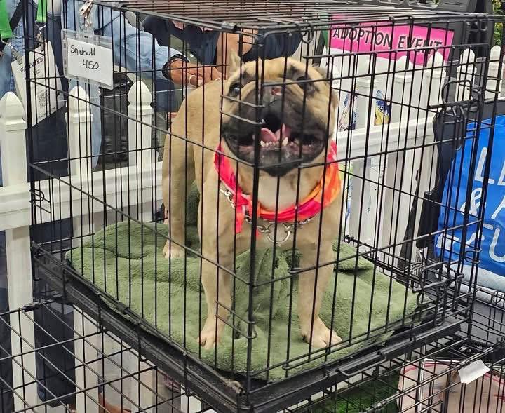 Enlarge Snubbull, a ADOPTABLE French Bulldog in Eugene, OR image 5/5