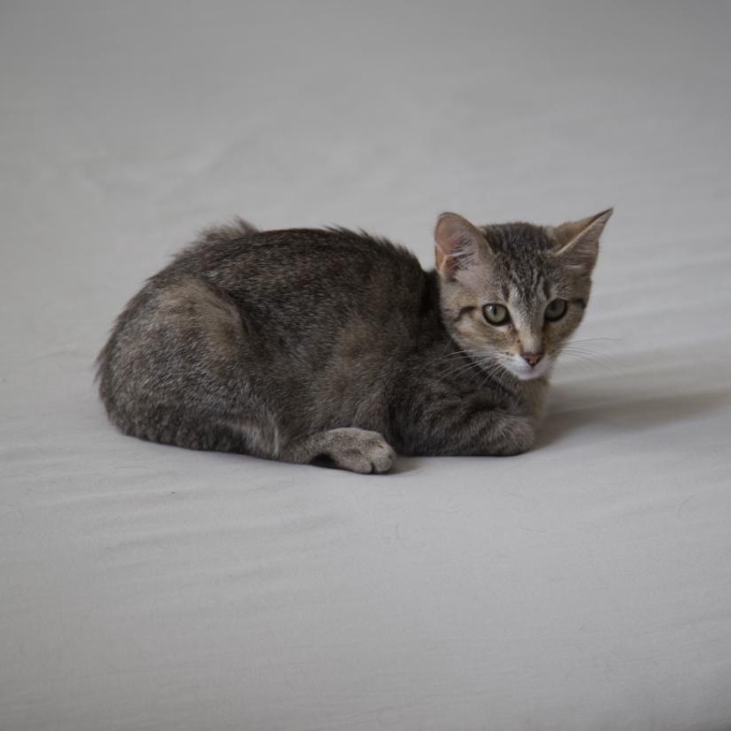 Enlarge Katie, a Adoptable Domestic Short Hair in DICKSON, TN image 3/6