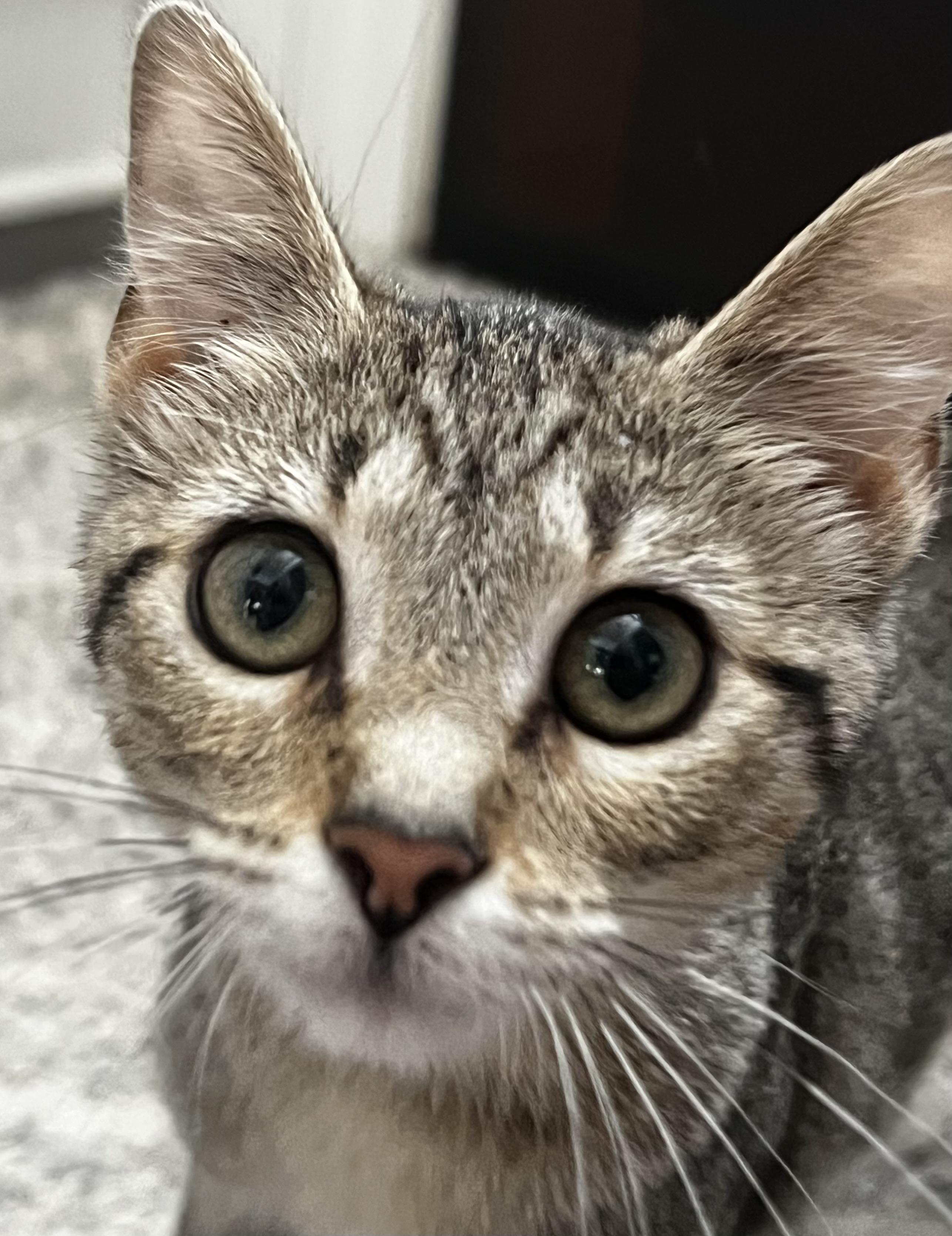 Enlarge Katie, a Adoptable Domestic Short Hair in DICKSON, TN image 5/6