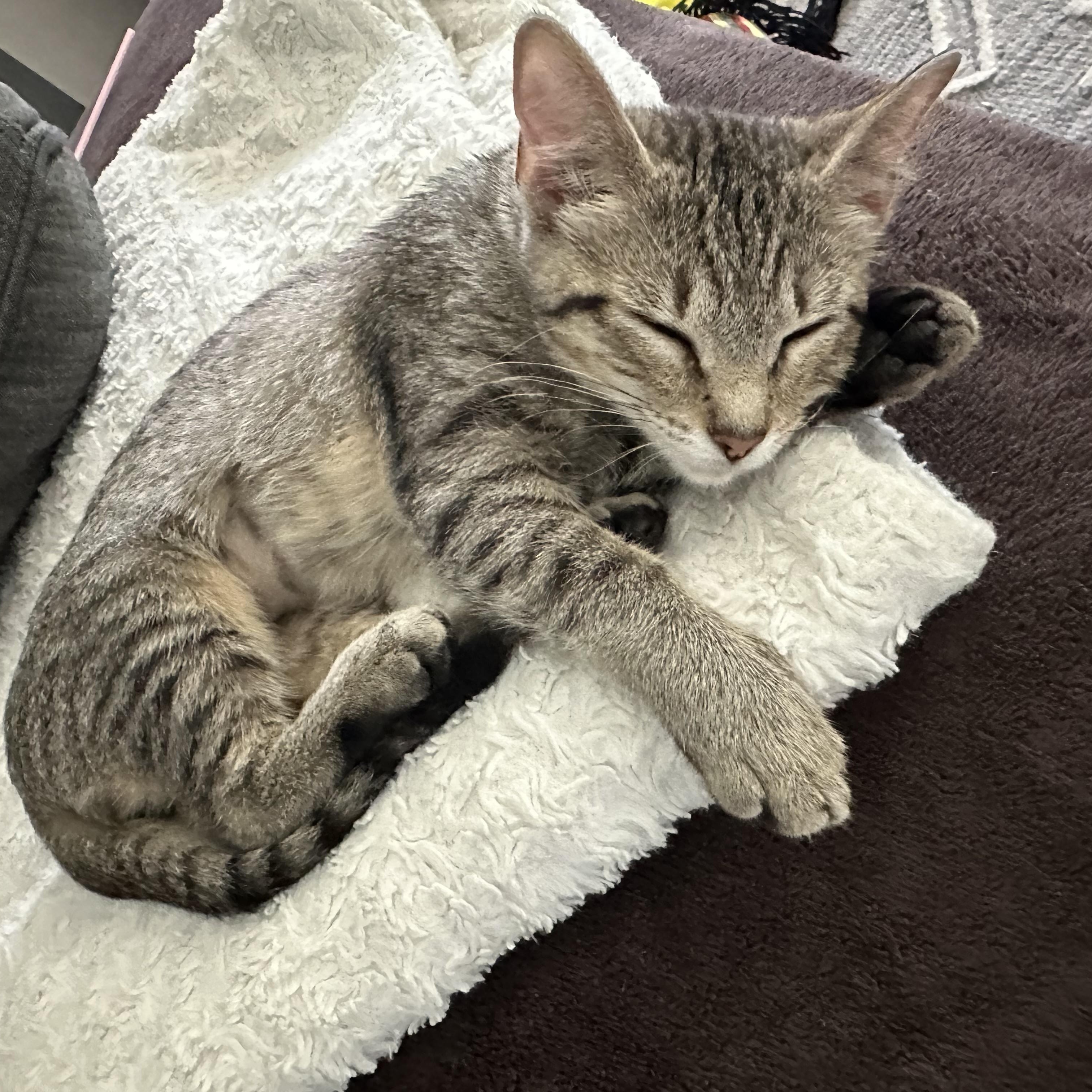 Enlarge Katie, a Adoptable Domestic Short Hair in DICKSON, TN image 4/6