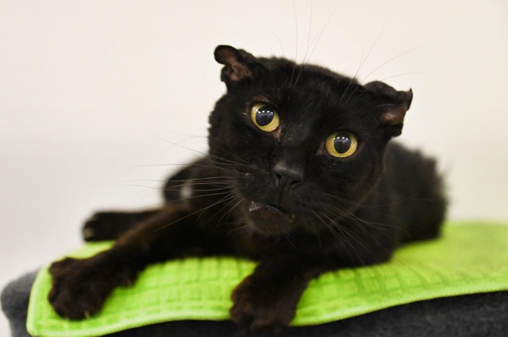 Enlarge Nico, a Adoptable mixed breed in St. James City, FL image 1/1