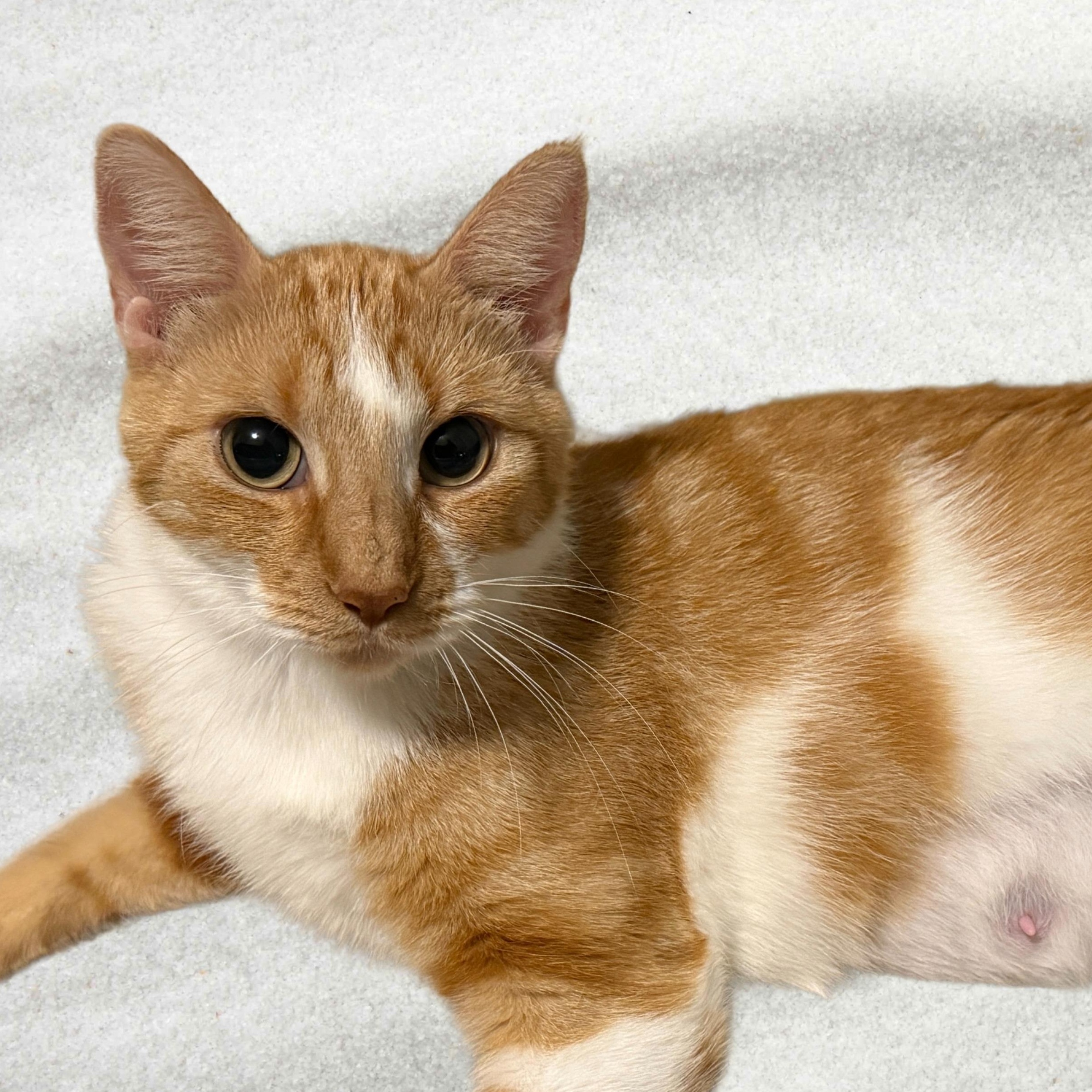 Enlarge Keera, a Adoptable Domestic Short Hair in BLAINE, MN image 2/2