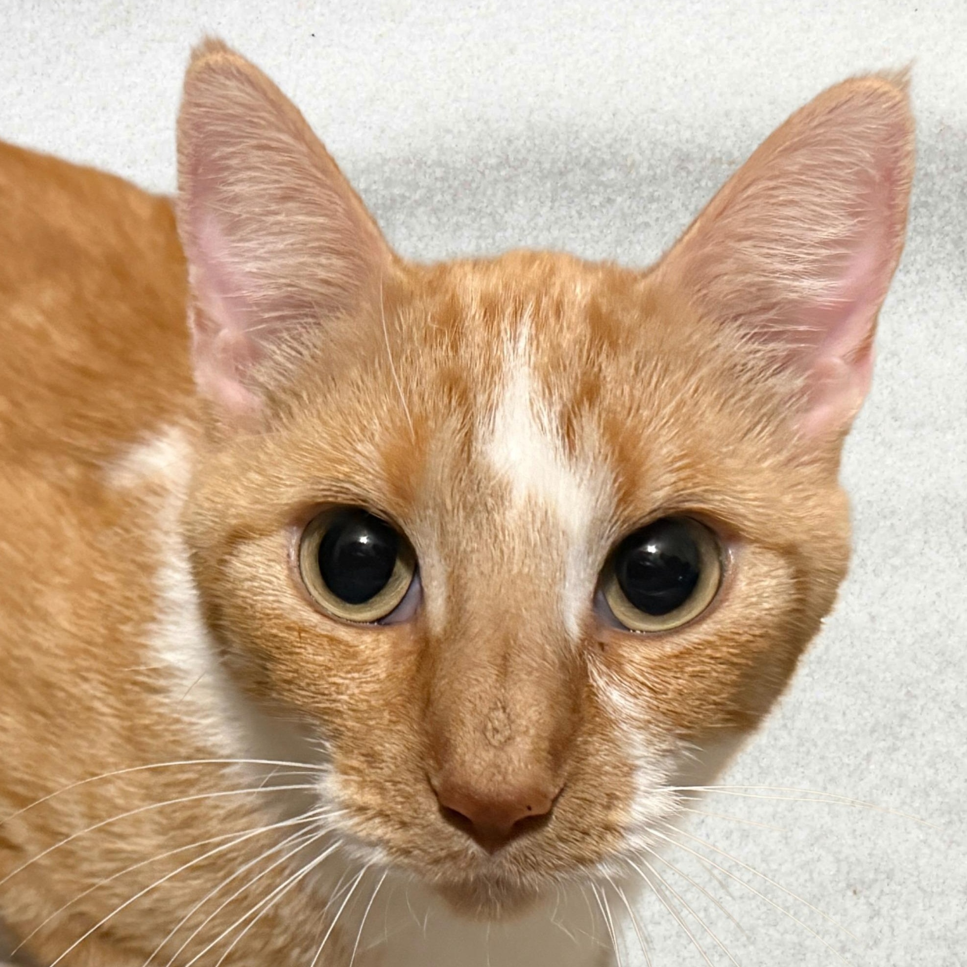 Keera, Adoptable, Adult Female Domestic Short Hair.