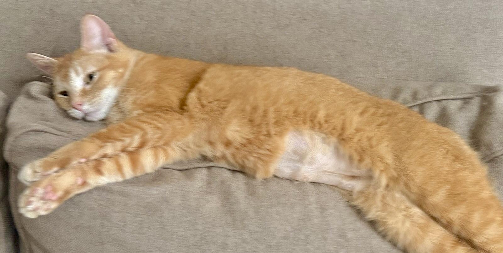 Marmalade, a Adoptable Domestic Short Hair in Pickerington, OH image 5/5