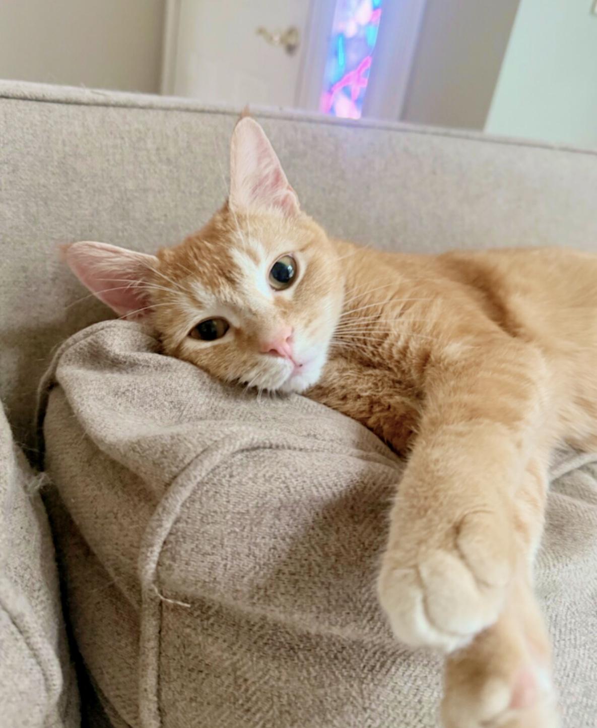 Marmalade, Adult Female Domestic Short Hair