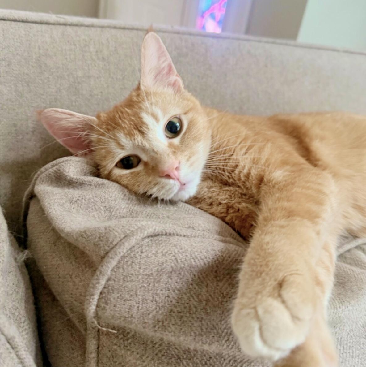 Marmalade, a Adoptable Domestic Short Hair in Pickerington, OH image 2/5