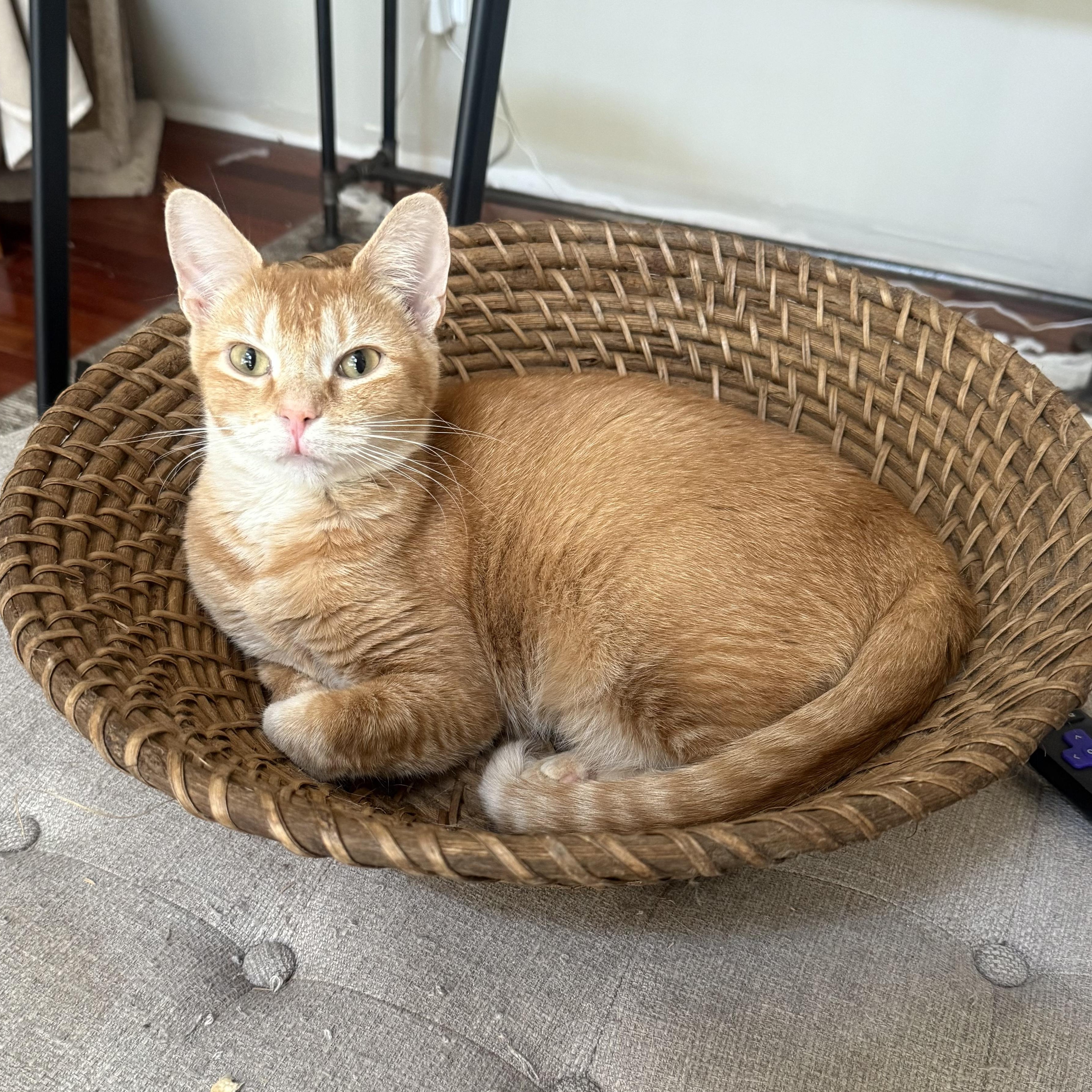 Marmalade, a Adoptable Domestic Short Hair in Pickerington, OH image 3/5