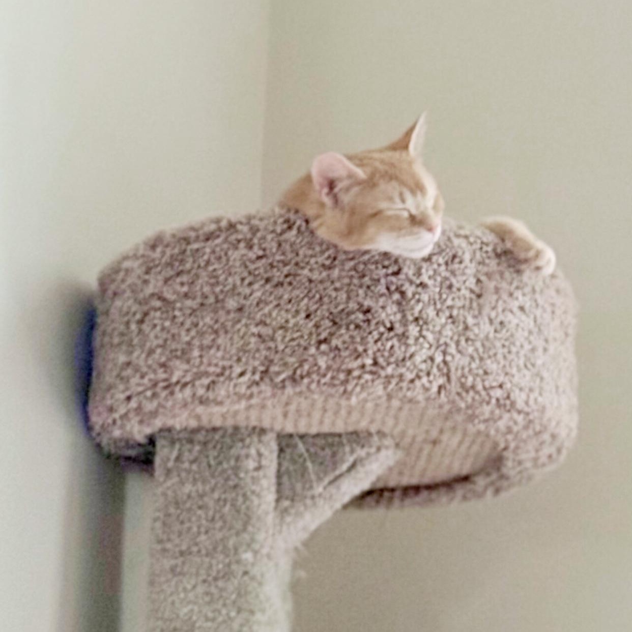 Marmalade, a Adoptable Domestic Short Hair in Pickerington, OH image 4/5