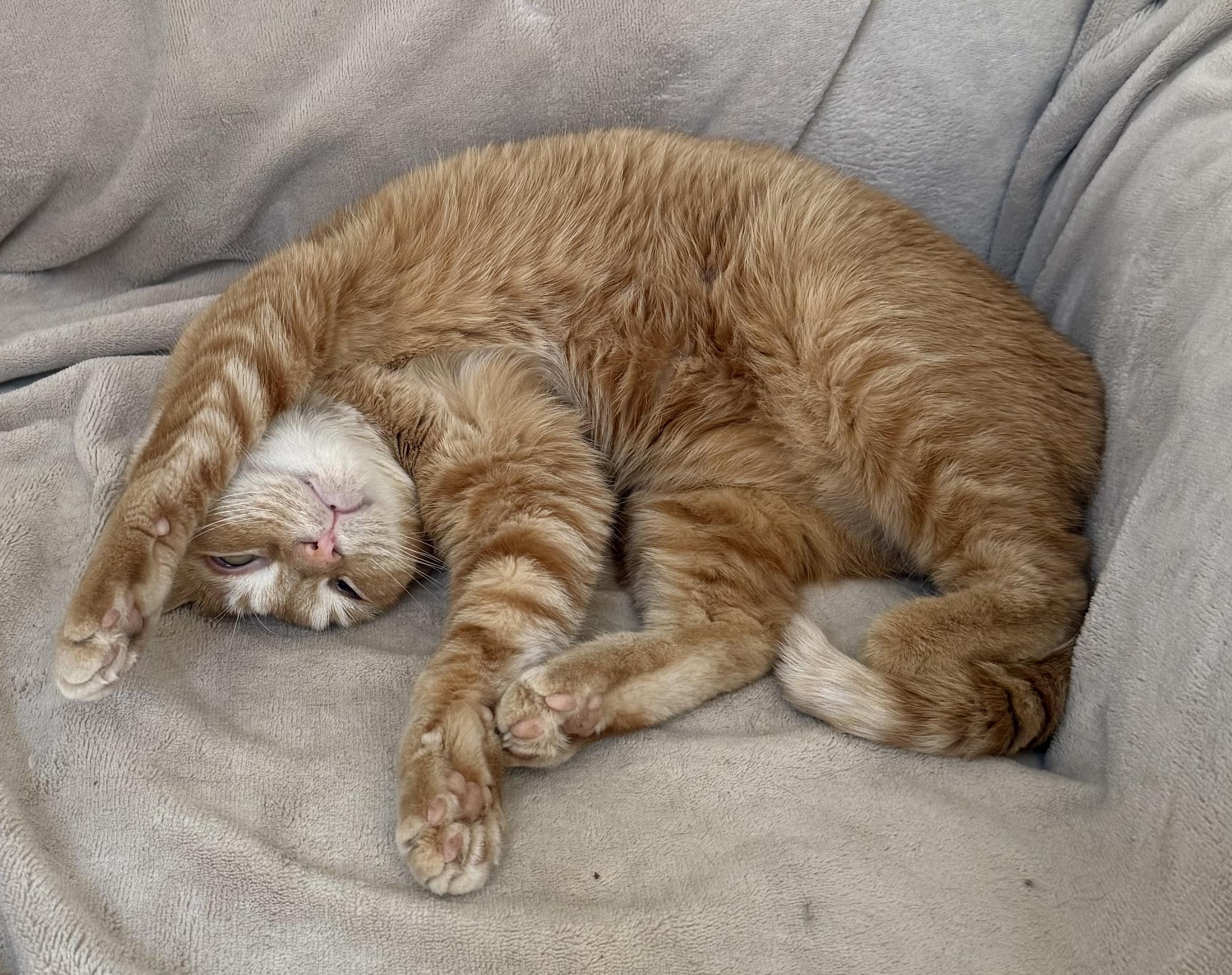 Marmalade, Adoptable, Adult Female Domestic Short Hair.