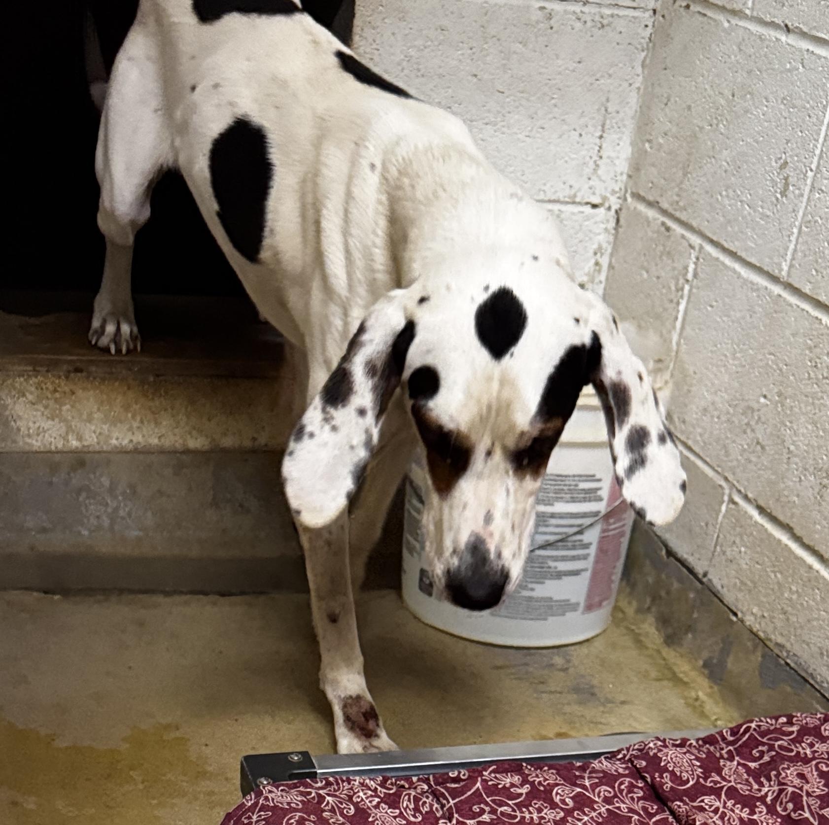 Enlarge Charlie, a ADOPTABLE mixed breed in Rogersville, TN image 3/6