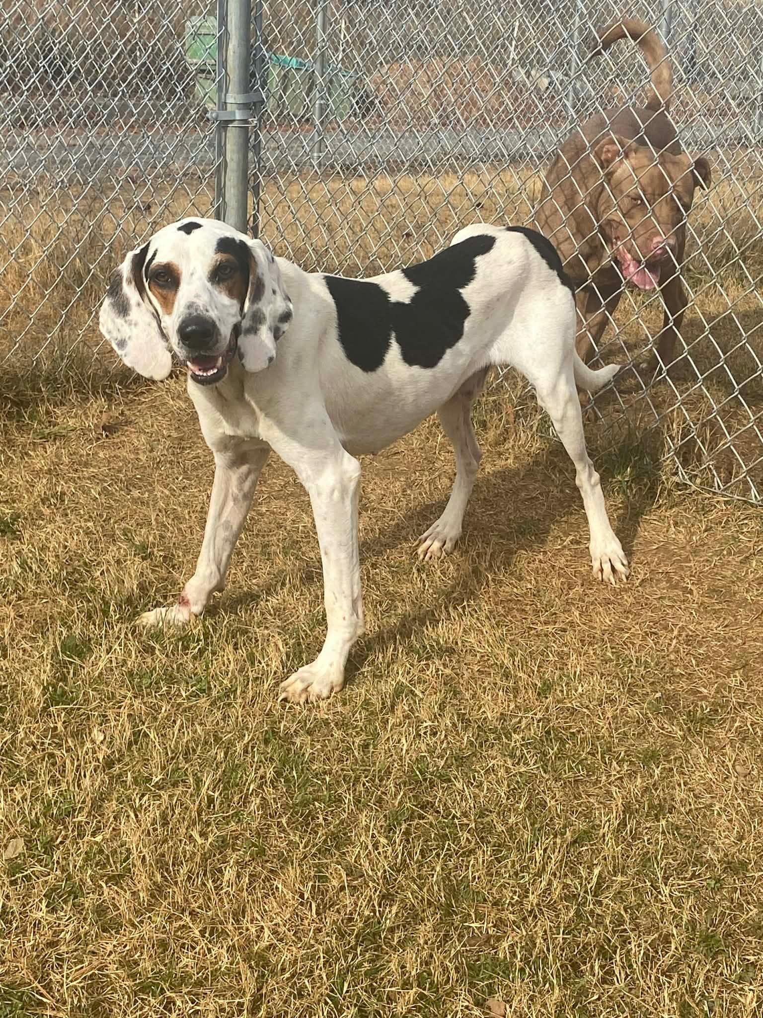 Enlarge Charlie, a ADOPTABLE mixed breed in Rogersville, TN image 6/6