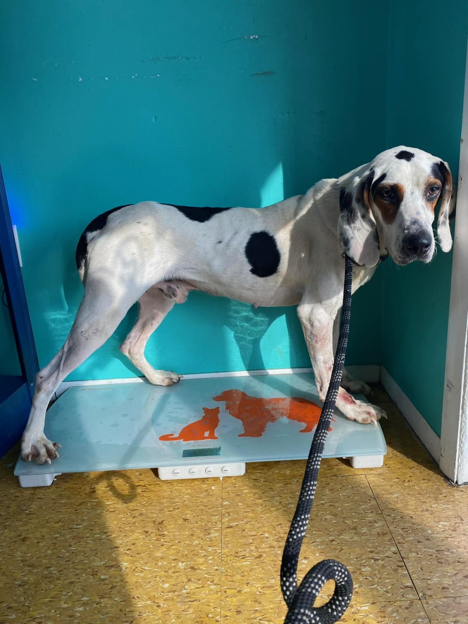 Enlarge Charlie, a ADOPTABLE mixed breed in Rogersville, TN image 5/6