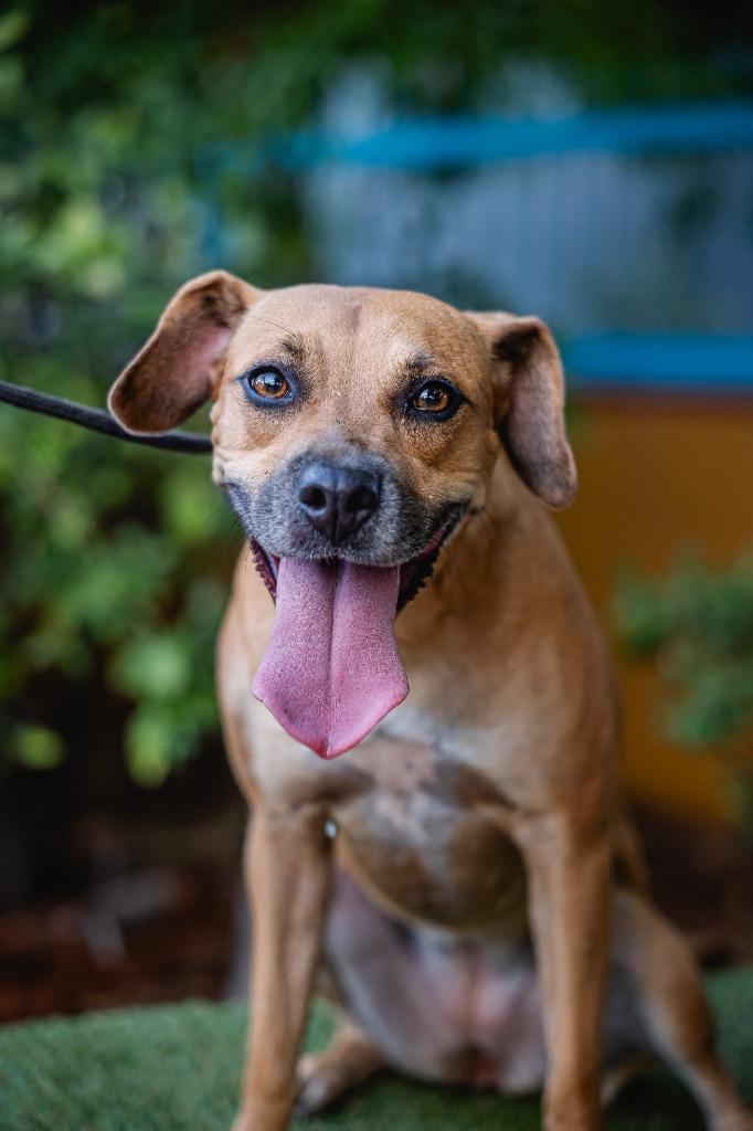 Enlarge Nugget, a Adoptable mixed breed in Anacortes, WA image 2/6