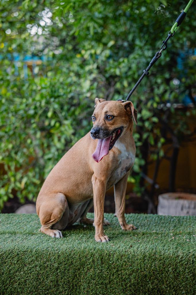 Nugget, Adoptable, Adult Female Hound & Black Mouth Cur.