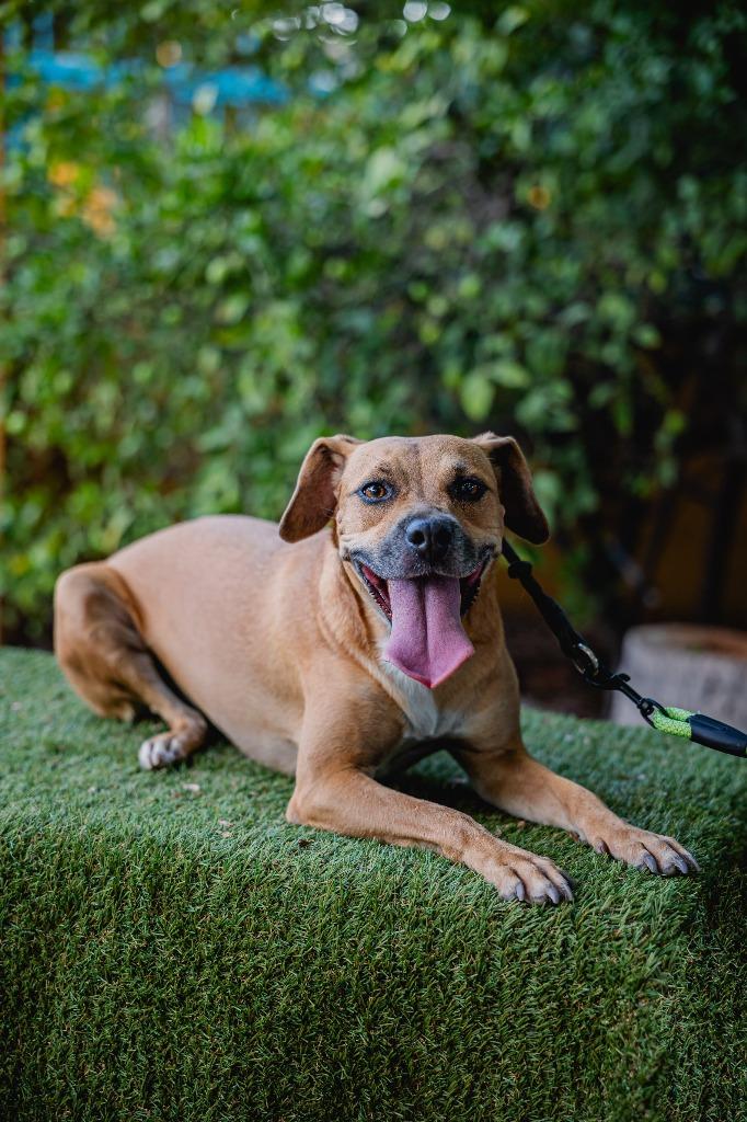 Enlarge Nugget, a Adoptable mixed breed in Anacortes, WA image 6/6