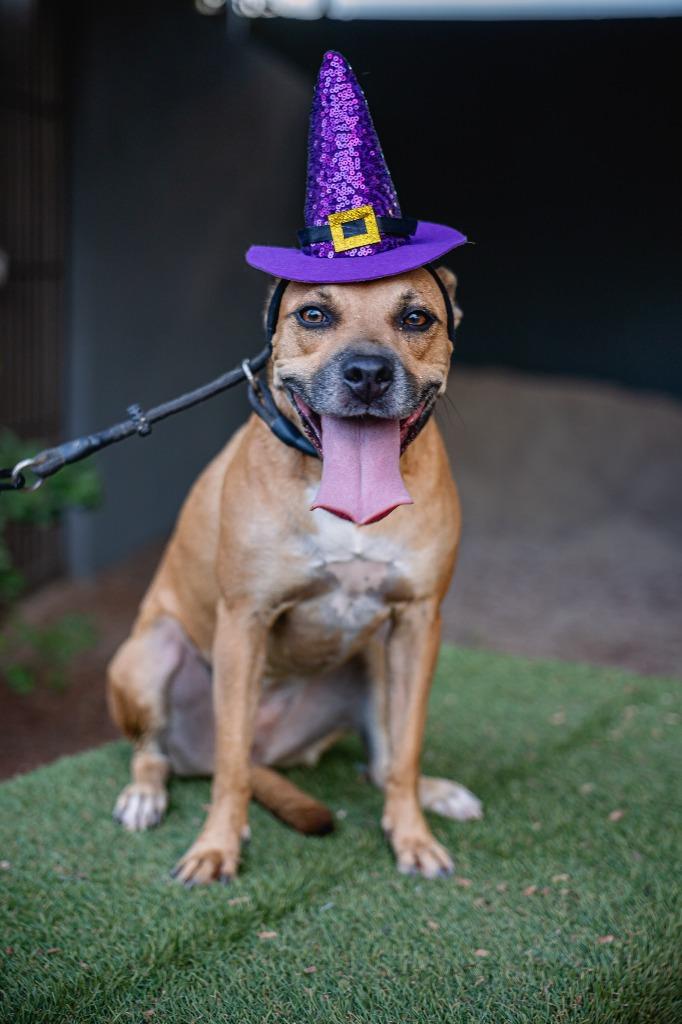 Nugget, a Adoptable mixed breed in Anacortes, WA image 5/5