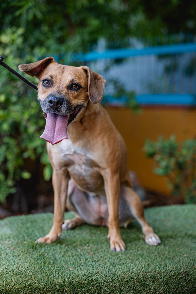 Enlarge Nugget, a Adoptable mixed breed in Anacortes, WA image 5/5