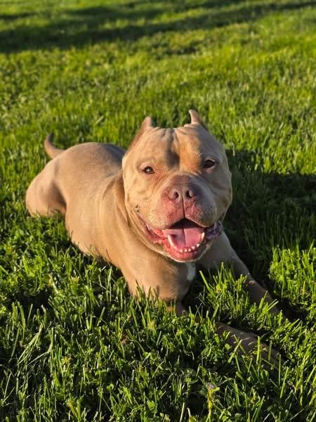 Enlarge Rocco , a ADOPTABLE mixed breed in Elizabethtown, PA image 6/6