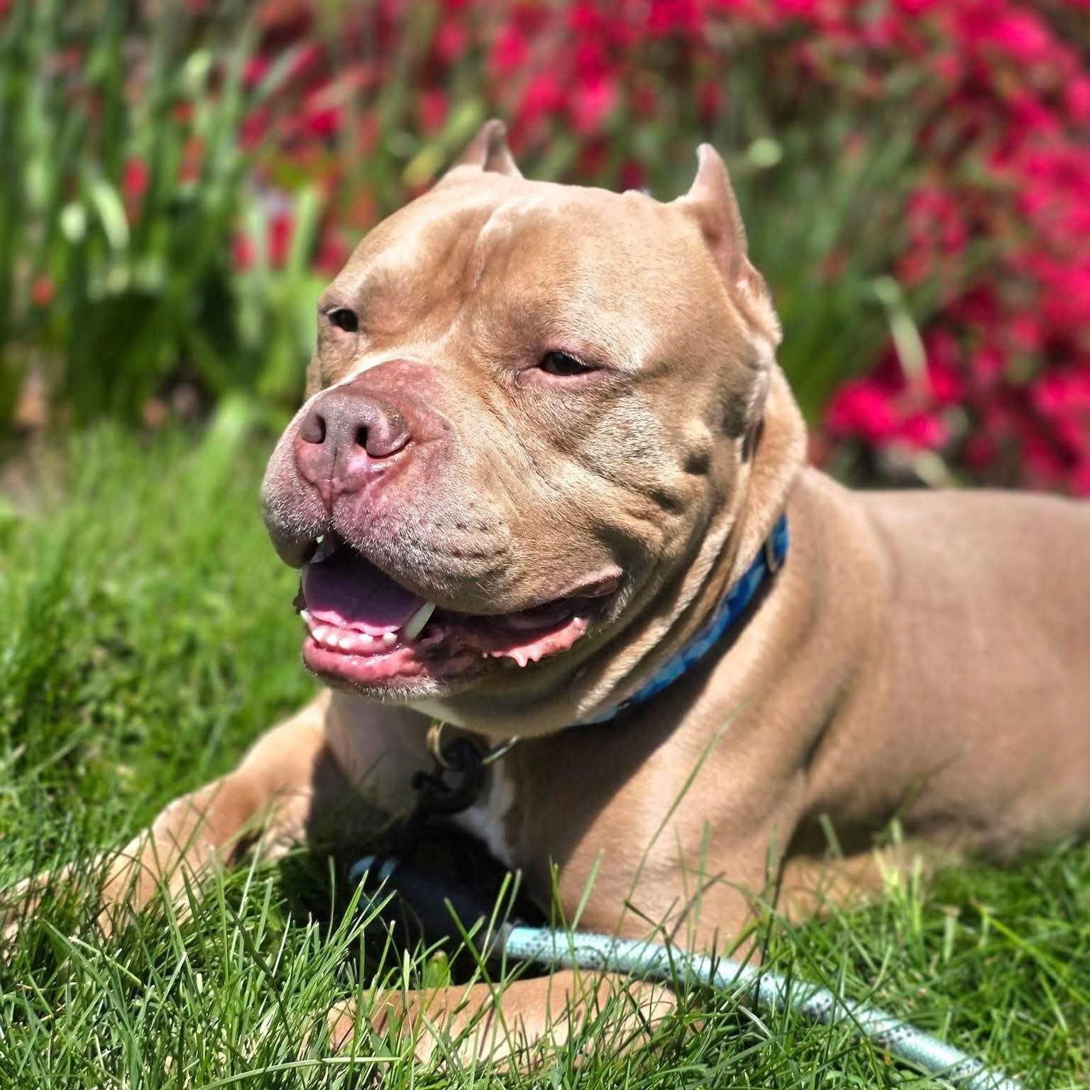 Rocco , ADOPTABLE, Adult Male Pit Bull Terrier.