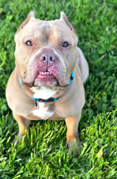 Enlarge Rocco , a ADOPTABLE mixed breed in Elizabethtown, PA image 3/6